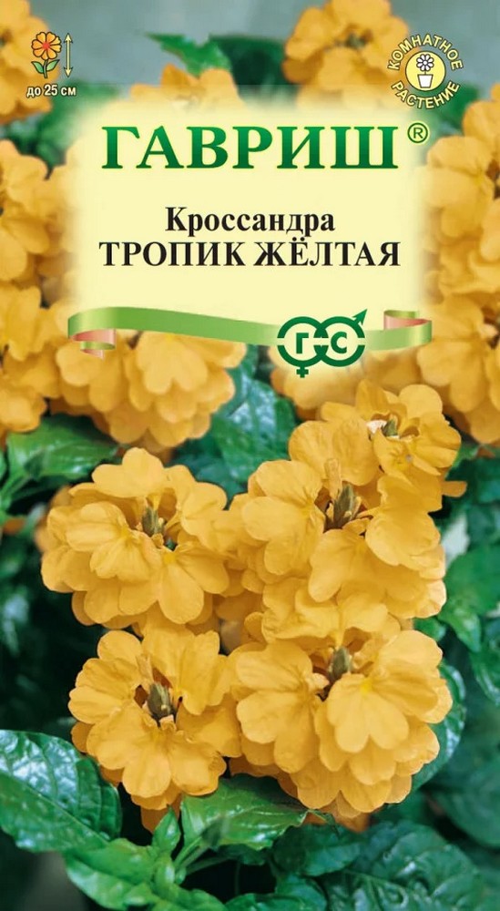 Кроссандра Тропик желтая, 3шт.