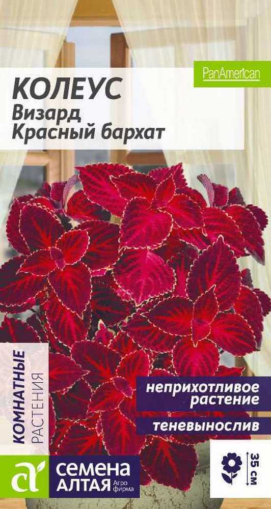 Колеус Визард Красный бархат, 5 шт. 