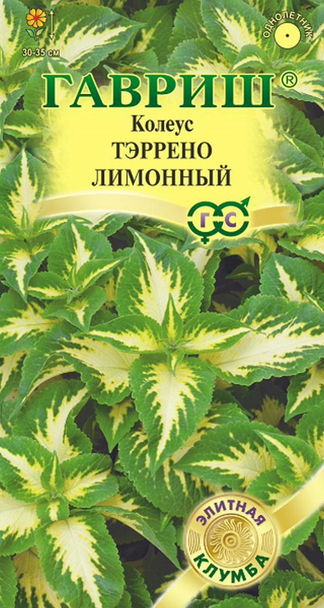 Колеус Тэррено лимонный, 4 шт. Элитная клумба.
