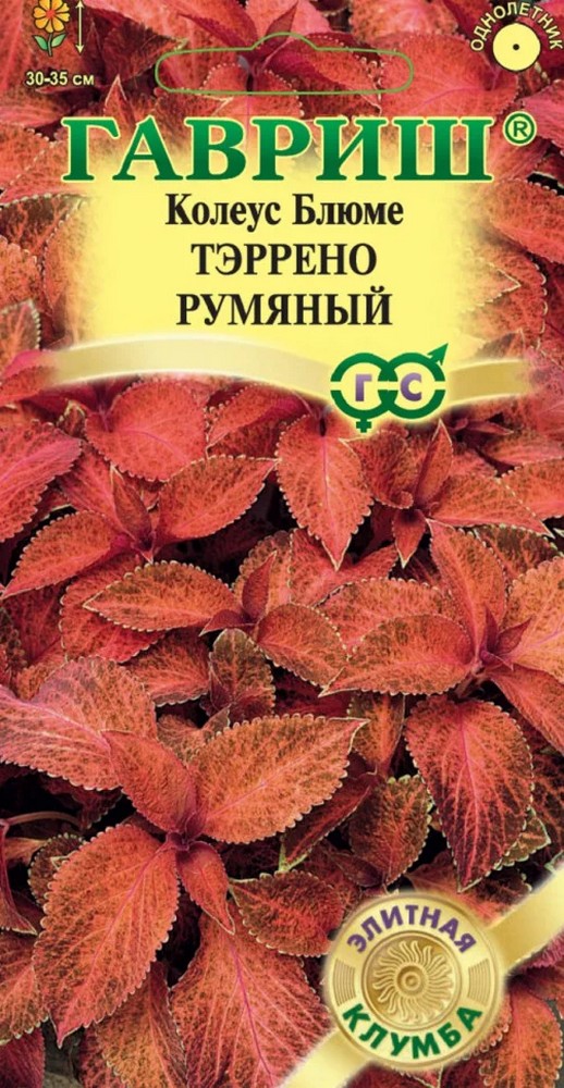Колеус Тэррено румяный, 5шт.
