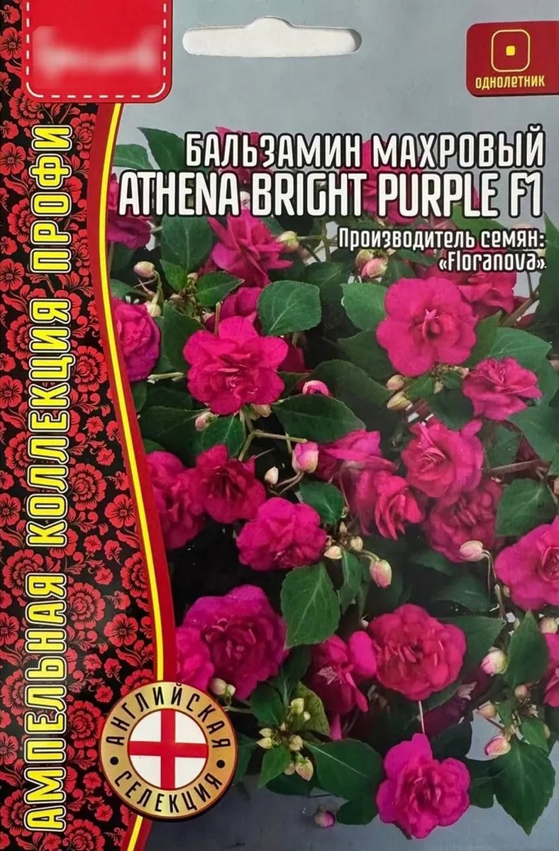 Бальзамин Athena Bright Purple F1, махровый, 5 шт. драже.