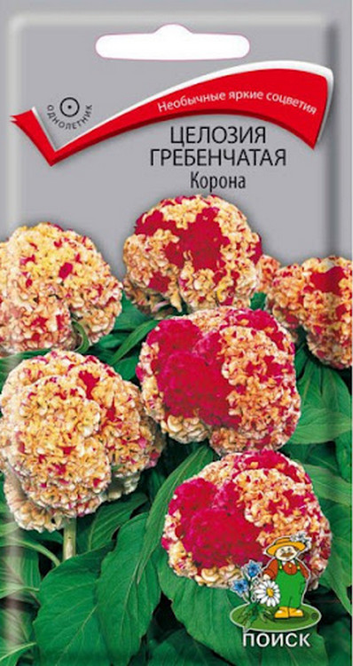 Целозия гребенчатая Армор Ред, 15 шт. Семена профи