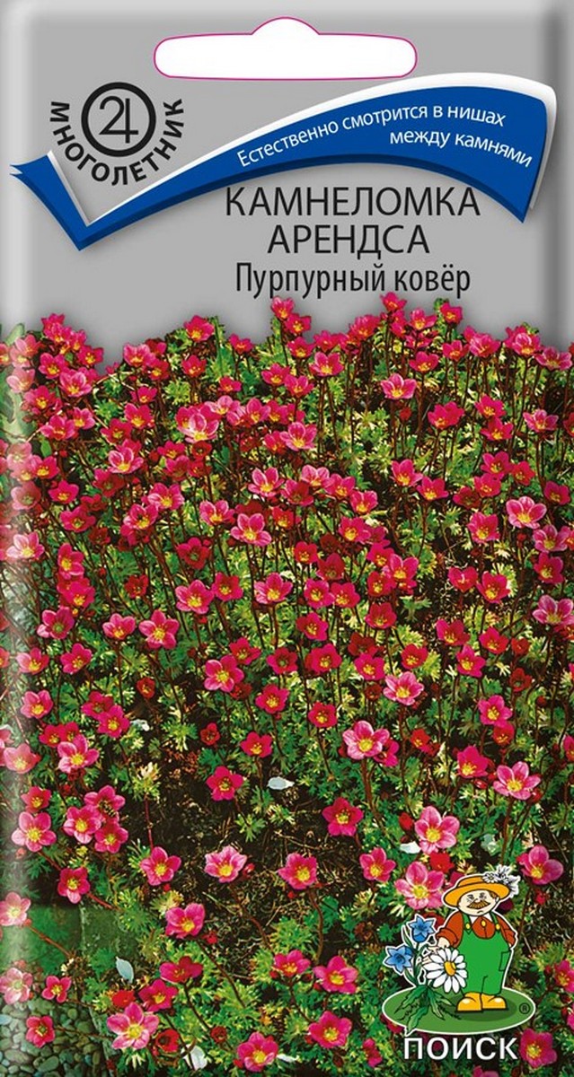 Камнеломка Арендса Пурпурный ковер, 0,01 г Поиск