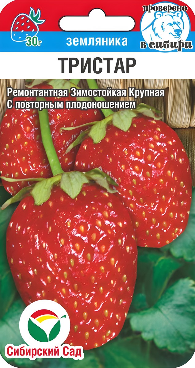 Земляника Тристар, 10 шт.