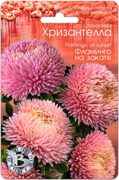Астра китайская Хризантелла Фламинго на закате, 30 шт. Биотехника