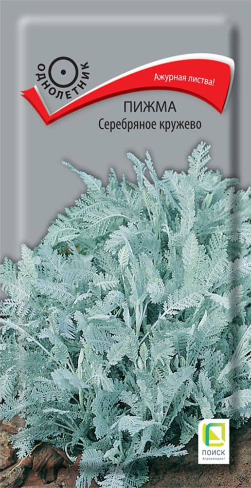 Пижма Серебряное кружево, 10 шт.