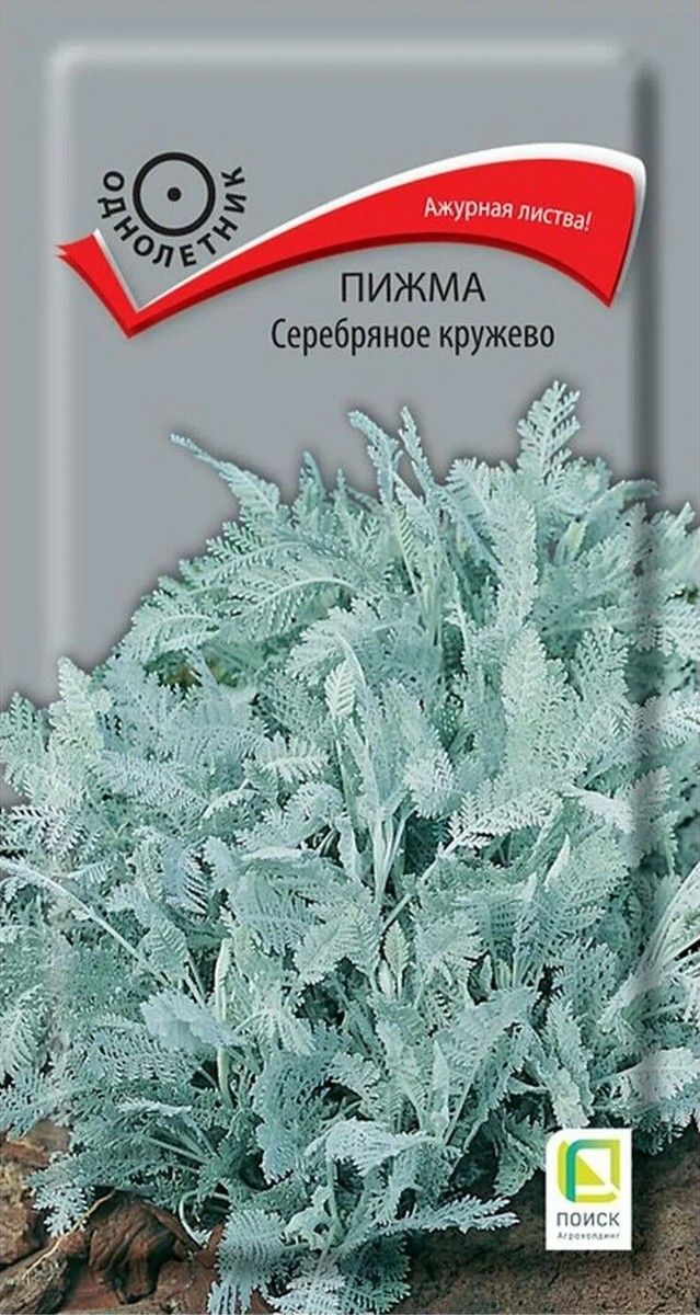Пижма Серебряное кружево, 10 шт.