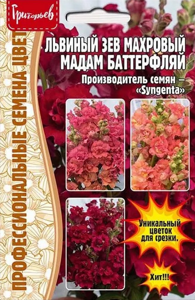 Львиный Зев Мадам Баттерфляй Три Цвета Бронзы, 7 шт.