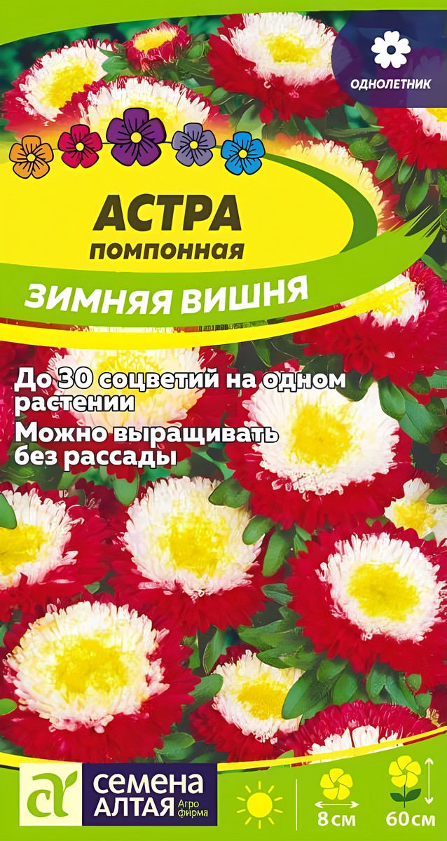 Астра Зимняя Вишня помпонная, 0,2 г