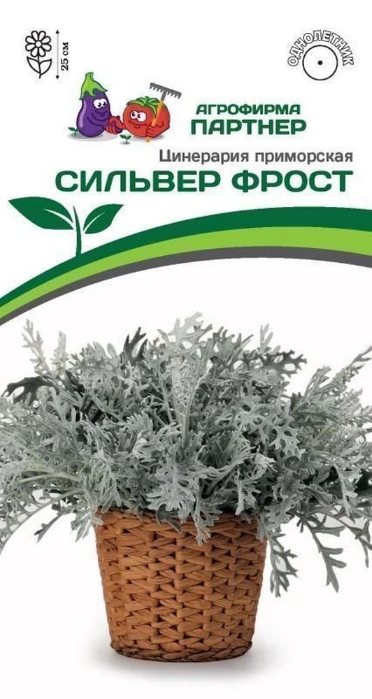 Цинерария приморская Сильвер Фрост, 15 шт. в амп.