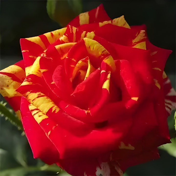 Роза спрей (миниатюрная) Файр Флеш/ЦКор