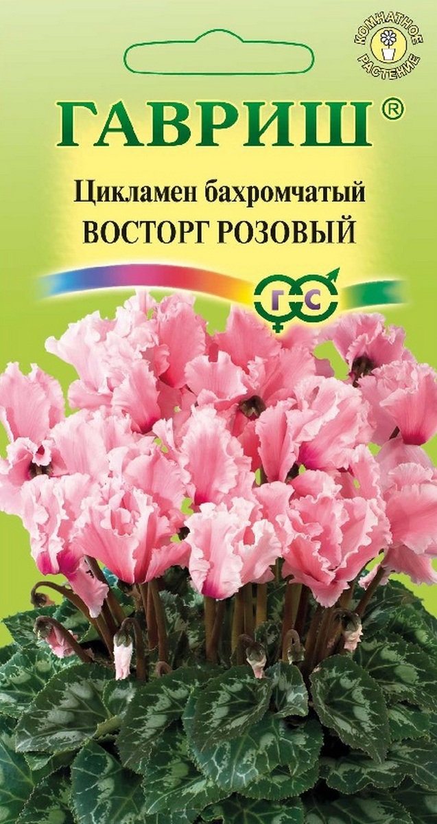 Цикламен персидский Восторг Розовый F1, 3 шт. 