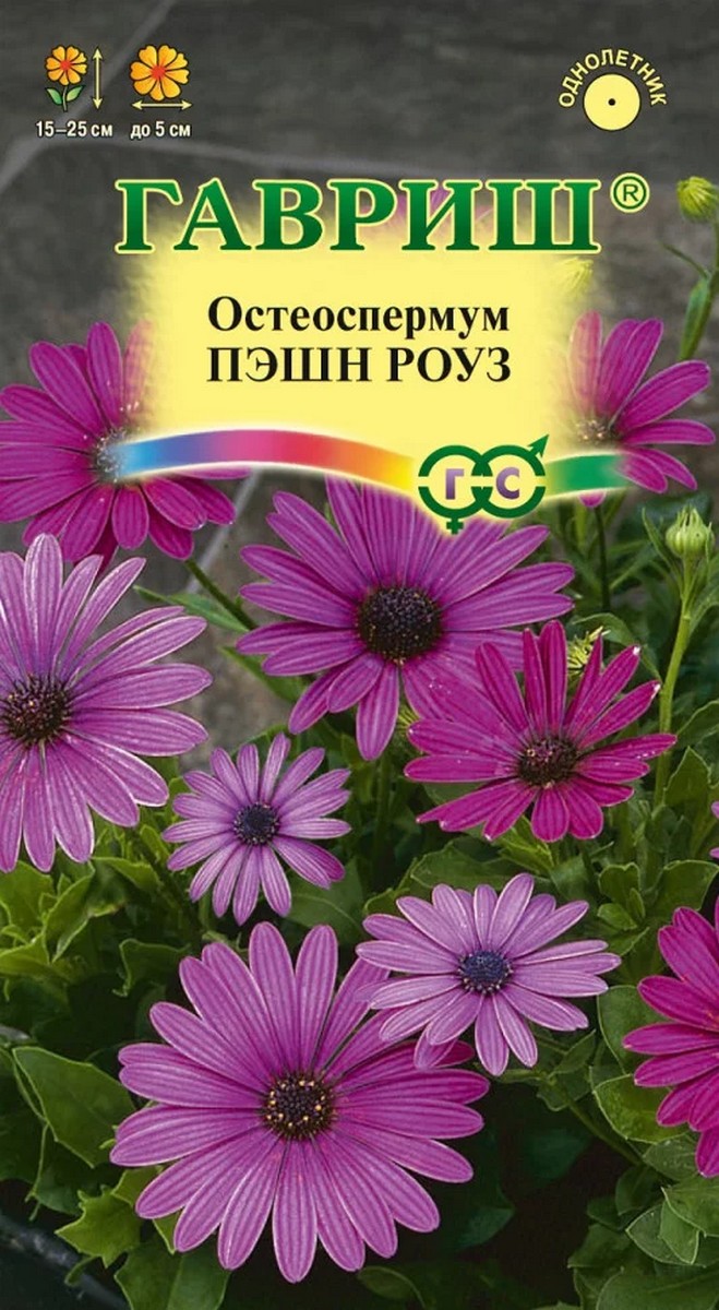 Остеоспермум Пэшн роуз, 3 шт.