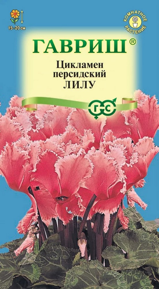 Цикламен персидский Лилу, 3 шт.
