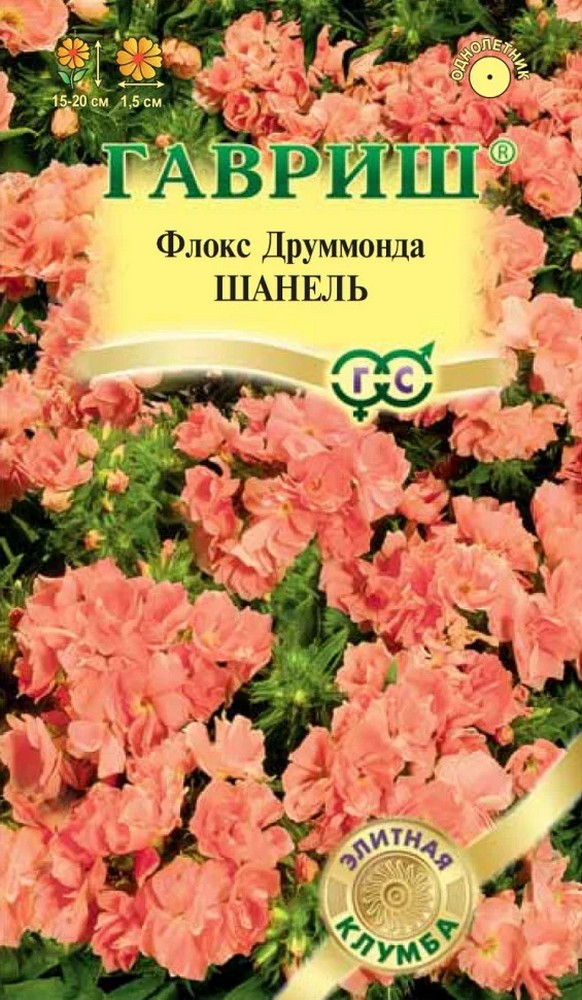 Флокс Шанель друммонда, 8шт. Элитная клумба. 