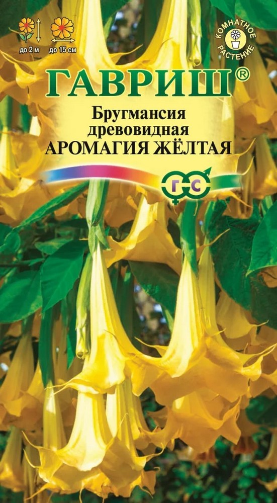 Бругмансия Аромагия желтая, 3 шт.