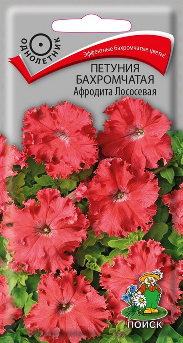Петуния бахромчатая Афродита лососевая, 10 шт.