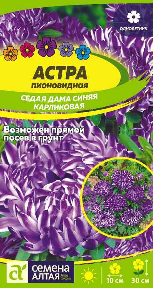 Астра Седая Дама Синяя карликовая, 0,1 г