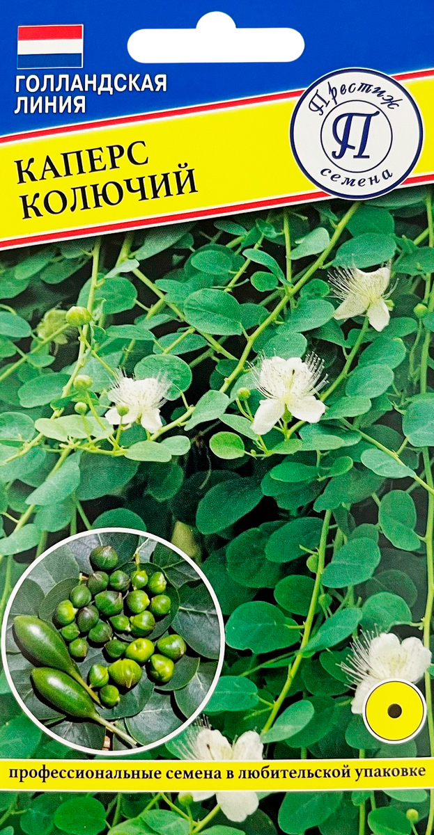 Каперс колючий, 3 шт.