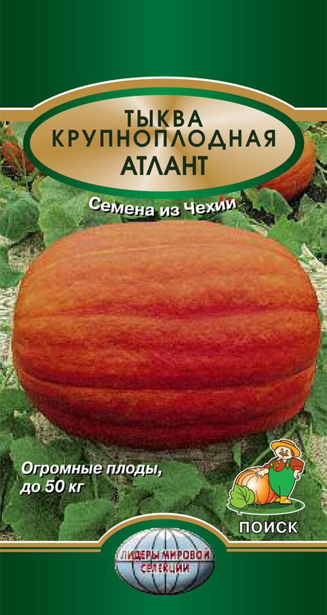 Тыква Крупноплодная Атлант, 5 шт.
