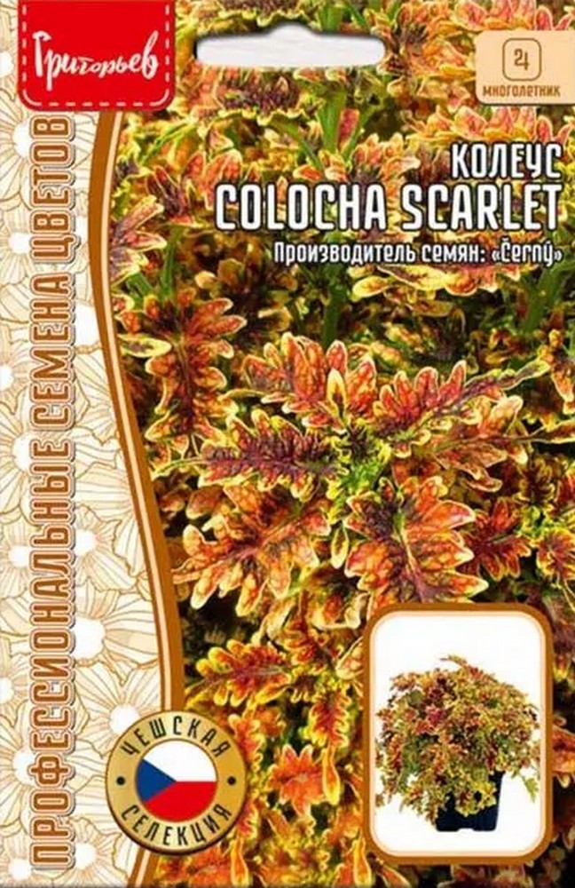 Колеус Colocha scarlet, 5 шт.
