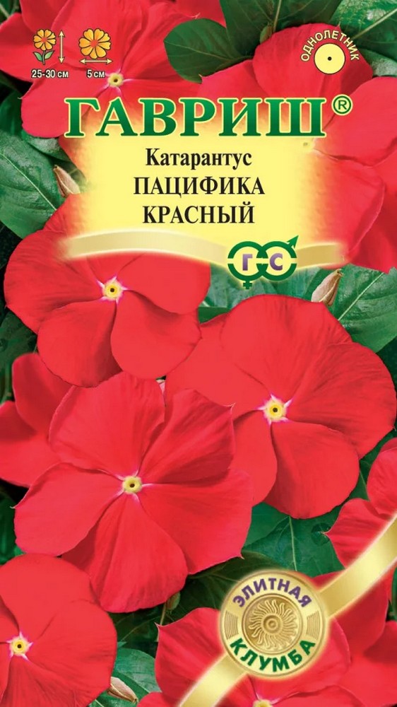 Катарантус Пацифика Красный, 5 шт. Элитная клумба 