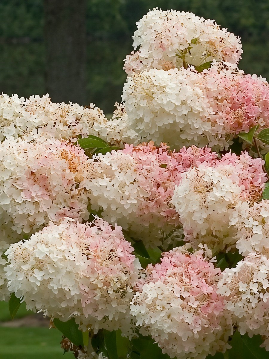 Гортензия метельчатая Долли/ЦКор