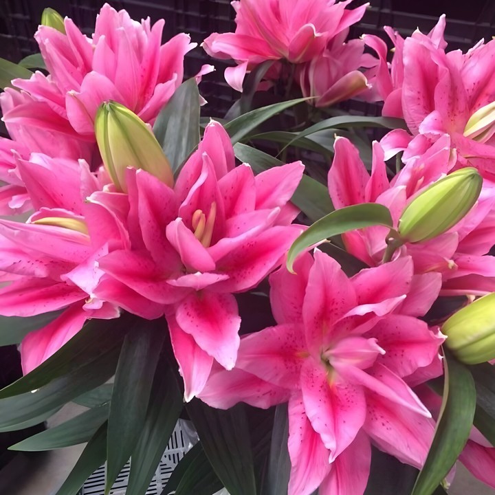 Лилия восточная махровая Roselily Виола, 12/14, 1 шт.