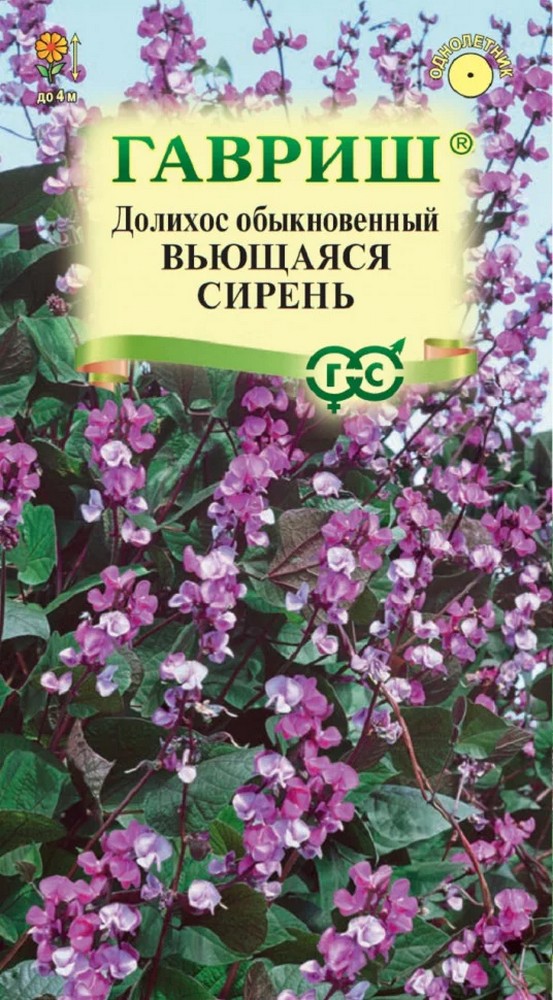 Гиацинтовые бобы Вьющаяся сирень, 4 шт. 