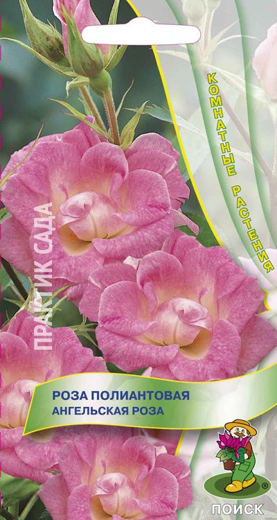 Роза полиантовая Ангельская роза, 5 шт.