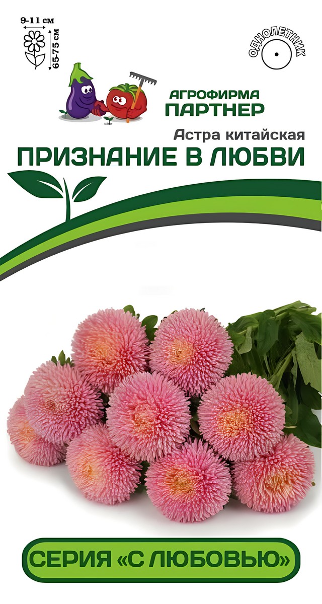 Астра китайская Признание в любви, 5 шт. С любовью