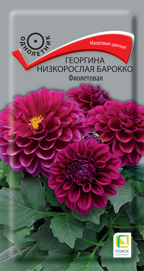 Георгина низкорослая Барокко Фиолетовая, 0,2 г