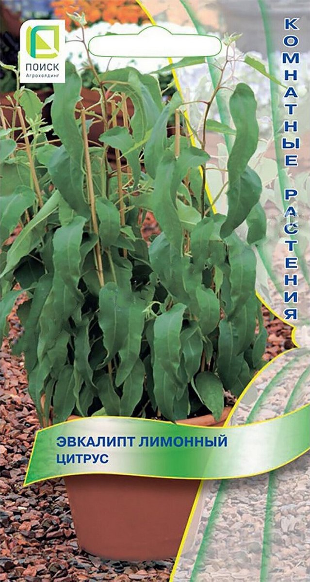 Эвкалипт лимонный Цитрус, 5 шт.