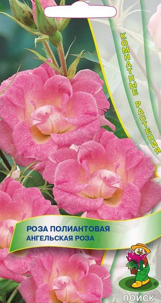 Роза полиантовая Ангельская роза, 5 шт.