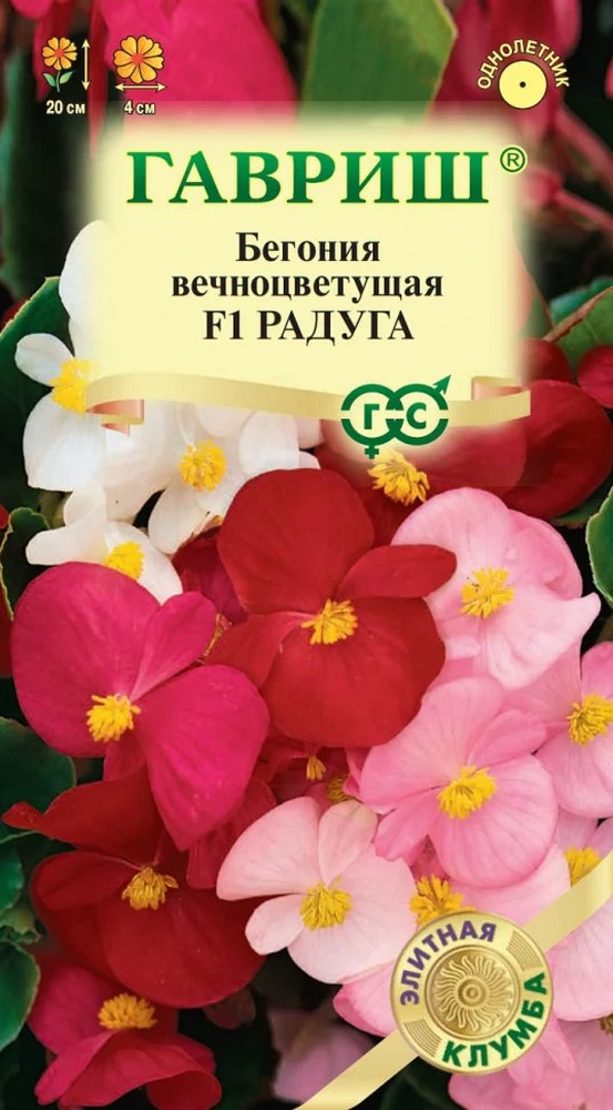 Бегония вечноцветущая Радуга F1, смесь, 10шт. Элитная клумба.