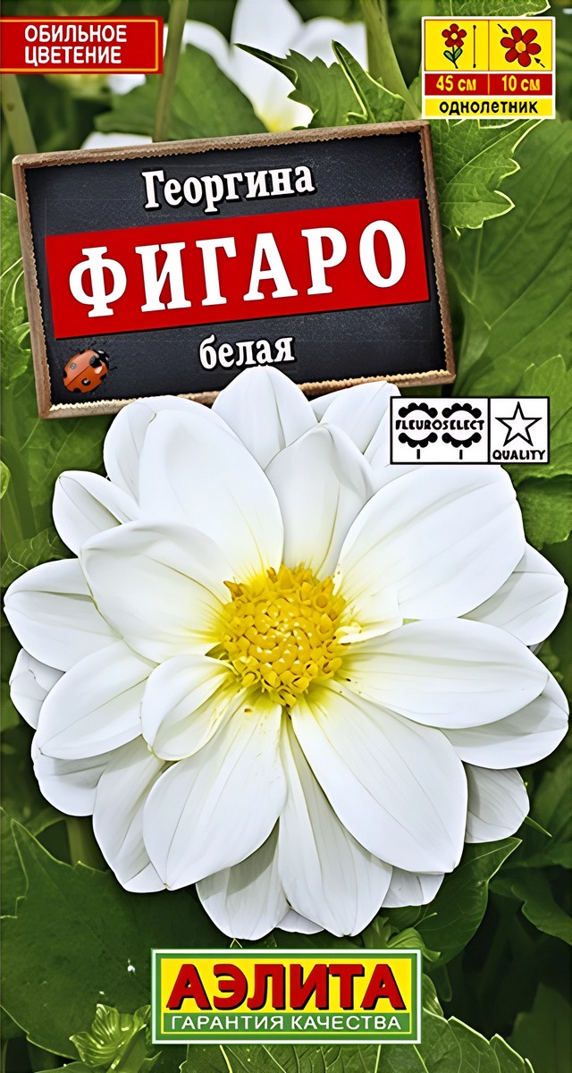 Георгина Фигаро белая, 7 шт. 