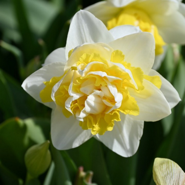 Нарцисс махровый Доктор Виттевеен, 12/14, 1 шт.