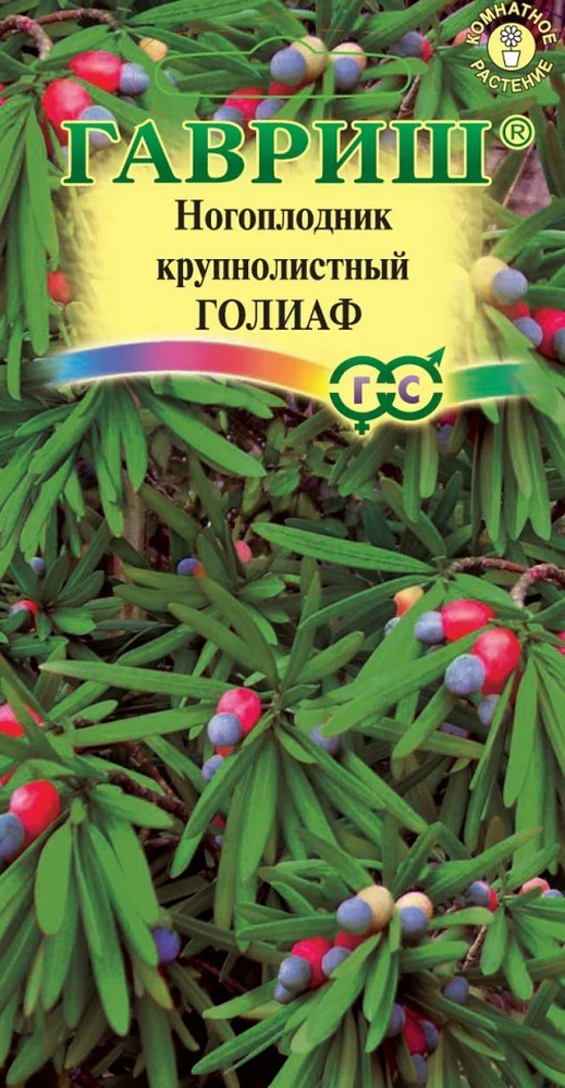 Ногоплодник круглолистный Голиаф, 3 шт.