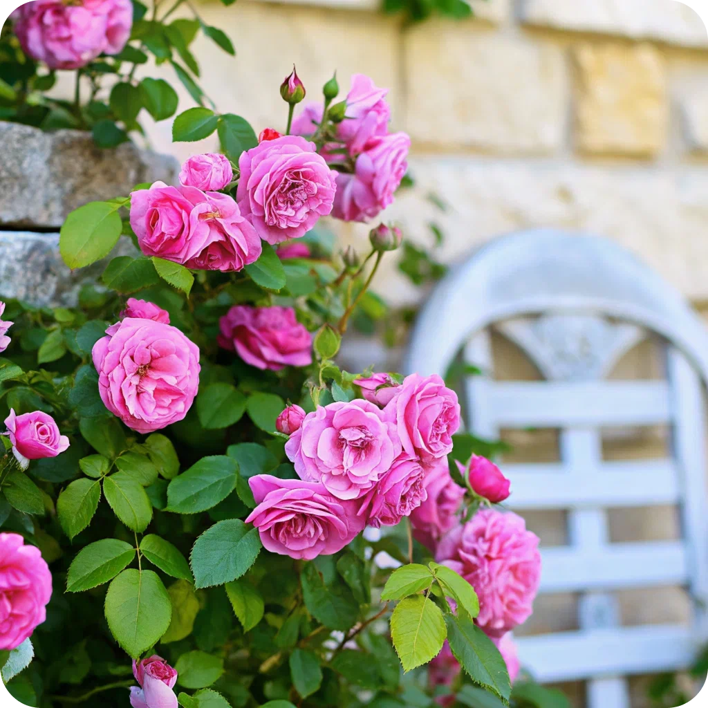 rose_pink.png