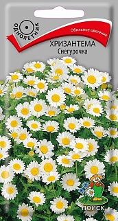 Хризантема Снегурочка, 30 шт.