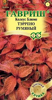 Колеус Тэррено румяный, 5шт.