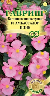 Бегония вечноцветущая Амбассадор Пинк F1, 4 шт. Элитная клумба.