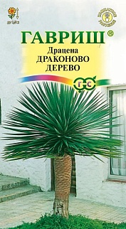 Драцена Драконово Дерево, 3 шт.