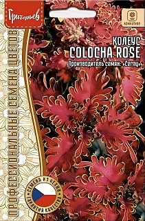 Колеус Колоча Rose 5 шт.