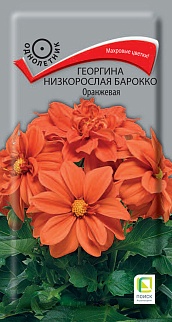 Георгина низкорослая Барокко Оранжевая, 0,2 г