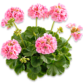 Пеларгония