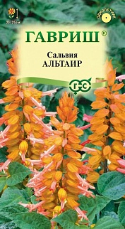 Сальвия Альтаир карликовая, 5 шт. 