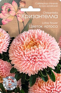 Астра китайская Хризантелла Цветок Лотоса, 30 шт. Биотехника