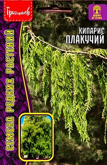 Кипарис плакучий, 20 шт.
