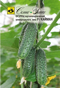 Огурец Кайман F1, 10 шт. Семко